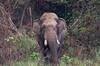 El elefante m�s temido de Nepal vuelve a matar: Dhurbe suma 25 v�ctimas y sigue sin ser capturado 14 a�os despu�s