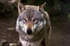 Dinamarca alerta a los turistas: 'Si os encontr�is con un lobo salvaje en plena naturaleza, lo mejor es mantener la mirada fija'