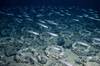 Hallan bajo la Ant�rtida una gigantesca ciudad submarina con m�s de 60 millones de peces: un ecosistema oculto imposible