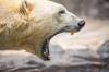 Es oficial: nace el 'Grolar', una especie h�brida de oso surgida tras el cambio clim�tico que aumenta su poblaci�n desde 2017