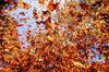M�xico traj� 1 mill�n de mariposas monarca en 1980: 46 a�os despu�s, han creado un ecosistema propio in�dito de 56.000 hect�reas