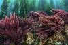 Ya es oficial: detectan en Galicia por primera vez una especie de macroalga tropical invasora que altera el equilibrio ecol�gico