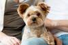La UE cambia las normas para las mascotas: desde 2028 todos los perros y gatos deber�n llevar microchip