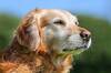 Los veterinarios coinciden: la demencia canina afecta a m�s del 60% de los perros de 15 a�os o m�s