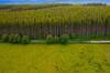 Espa�a plant� millones de �rboles en 1940: casi 86 a�os despu�s, est�n 'devorando' la flora y fauna de todo el pa�s
