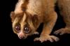 Ni monos ni simios: este es el �nico primate del mundo cuyo veneno puede ser mortal para el ser humano y nadie lo sabe