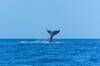 Este inquietante vídeo muestra una ballena completamente 'congelada' con su cola fuera del agua: ¿es real?