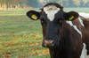 Jeff Bezos financia en Espaa la investigacin de una vacuna que reduzca las flatulencias de las vacas