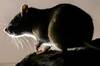 Alarma y preocupacin en Europa por invasin de ratas gigantes: 'Tienen el tamao de un gato'