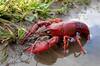 Un arist�crata solt� miles de cangrejos rojos en el Guadalquivir en 1974: 50 a�os despu�s, la invasi�n es irreversible