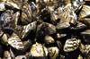 Miles de mejillones cebra invasores llegaron al Ebro en 2001: 25 a�os despu�s, colapsan tuber�as y estructuras en toda Espa�a
