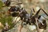 Los dientes de las hormigas están recubiertos de metal y permiten una fuerte mordedura