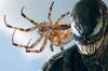 Científicos descubren una nueva araña en Australia y la bautizan con un extraño nombre en honor a Tom Hardy