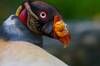 Un estudio demuestra que la humanidad es responsable de la extinci�n de m�s de 1400 especies de aves y es preocupante
