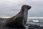 Alerta mxima en la Antrtida: el iceberg ms grande del mundo va a la deriva y amenaza la vida de focas y pinginos