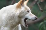 Ni perro ni lobo: el depredador carn�voro que empuja a Australia a construir una valla de 5.600 km como protecci�n