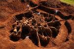 Una colonia de hormigas crea una megaciudad subterr�nea: a 8 metros de profundidad, con granjas de hongos y t�neles gigantes