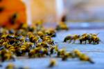 Miles de millones de abejas transforman Brasil: 2500 hect�reas con colmenas, producen energ�a y mejoran la productividad un 20%