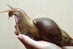 El caracol africano gigante invade EE.UU: devora cultivos y transmite un par�sito cerebral causando 40 millones en da�os