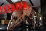 El fsil de triceratops ms grande del mundo se vende por 6,6 millones de euros