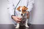 Veterinarios advierten de la enfermedad que padecen con mucha ms frecuencia esta popular raza de perros