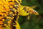 Expertos alertan sobre la alarmante disminucin de abejas y advierten: su extincin puede ser un grave problema para la vida