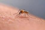 Cient�ficos encuentran mosquitos vivos en Islandia por primera vez en su historia: 'Han llegado para quedarse'