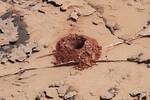 Es oficial: La NASA encuentran una roca marciana de hace 3.700 millones de a�os con compuestos que apuntan a un origen biol�gico
