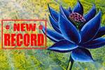 Una 'Black Lotus' de Magic se ha vendido por más de 600.000 dólares y bate otro récord