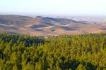 Israel transforma el desierto en bosque: plantan millones de �rboles para captar CO2 pero causan una grave crisis h�drica