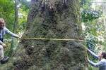 Cient�ficos hallan en Brasil un �rbol gigante de 500 a�os y 40 metros de alto clave para salvar de la extinci�n su especie