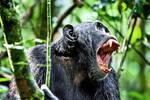 As fue el genocidio entre chimpancs que desvel el lado ms oscuro de nuestros parientes ms cercanos