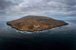 Una estirpe de vacas abandonadas en una isla sobreviven un siglo sin humanos, desafiando a la evolucin, y no acaban bien