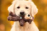 Quiz tu perro no te quiera tanto: los expertos desvelan la clave para descubrir cunto amor nos tienen las mascotas