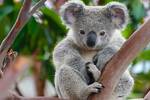 'Una matanza': Australia ordena la eliminacin de 750 koalas con francotiradores desde helicpteros en una polmica operacin