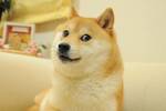 Un mapa revela las razas de perro preferidas en cada lugar del mundo y la nmero uno no es ni el Shiba Inu ni el Chihuahua