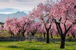 El campo espa�ol est� en problemas: m�s de 126.000 hect�reas de almendros ponen el peligro el mercado en una 'tormenta perfecta'
