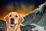 ¿Es real la capacidad de presentir catástrofes de algunos animales?
