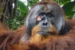 Un orangutn se cura una herida con xito elaborando medicina con plantas y deja atnita a la comunidad cientfica