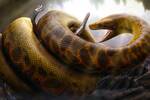 Ni anaconda ni pit�n: as� era la Titanoboa, la colosal serpiente prehist�rica de 14 metros y una tonelada de peso