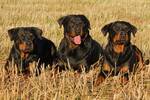 Ni Rottweiler ni Doberman: soy veterinario y esta es la raza de perro que nunca tendra como mascota en Espaa