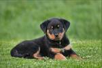 Ni Rottweiler ni D�berman: esta es la raza de perro que las familias m�s abandonan en Espa�a
