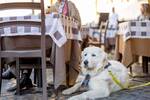 Ya es oficial: la Ley de Bienestar Animal proh�be a los bares y restaurantes rechazar nuestra mascota sin un cartel visible