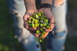 Marruecos da una lecci�n a Espa�a: arrasa en el mercado del aceite de oliva y cambia para siempre su calidad alimentaria en 2026