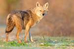 Espa�a desaf�a las normas: el chacal dorado desplaza al lobo en Europa y este nuevo depredador altera el equilibrio ecol�gico