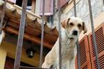 Ya ha entrado en vigor: Ley de Bienestar Animal proh�be de forma clara y dura tener a perros en terrazas o balcones
