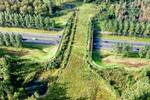 Ya es oficial: China construye 'un puente biol�gico' de 240 metros, cruzar� un canal y ser� solo para animales salvajes
