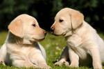 Ya es oficial: la Ley de Bienestar Animal proh�be la adopci�n y cesi�n de cachorros menores de 2 meses