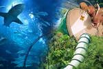 Espaa tiene el parque acutico ms grande de Europa con tiburones, olas de tres metros y toboganes de infarto