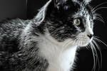 Cientficos identifican una mutacin gentica en los gatos de Finlandia responsable de un nuevo patrn de color